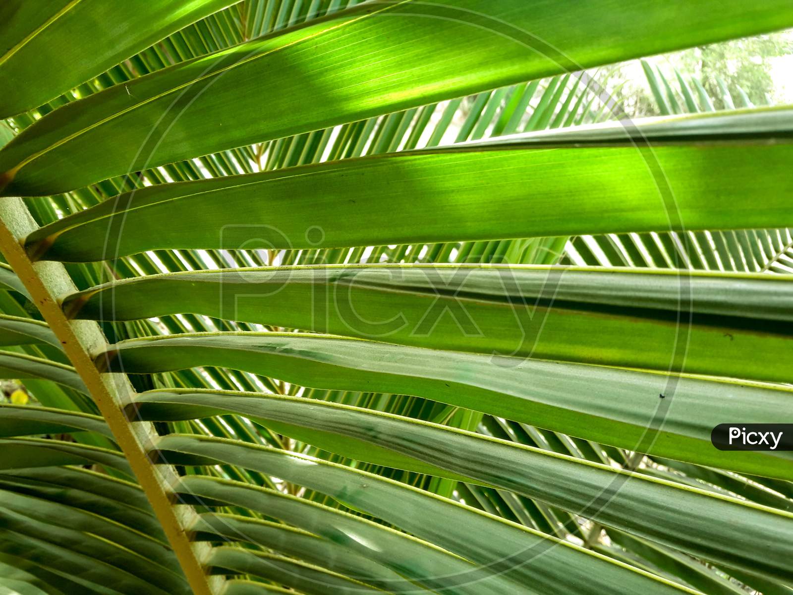 Coconut tree leaves close up