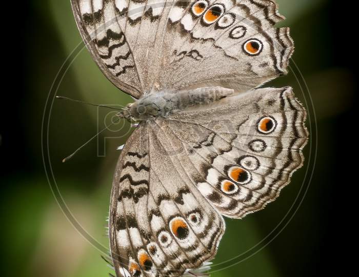 Grey Pansy butterfly