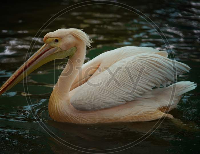 Pelican swimming in the  water