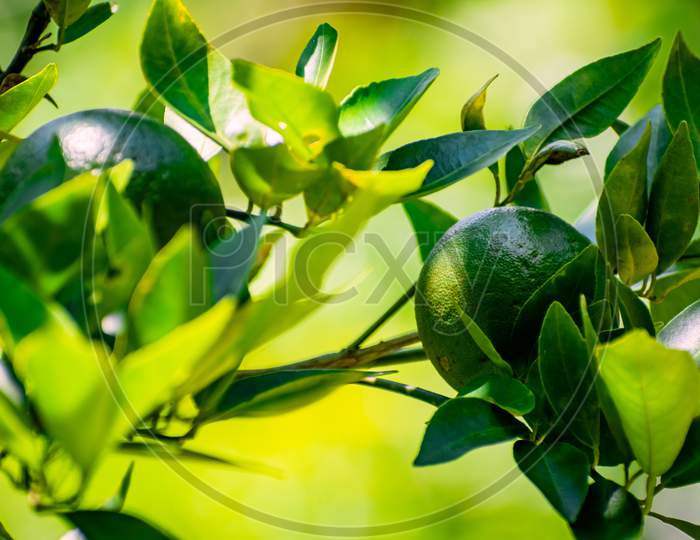 Close Up Photography of Fresh Juicy Green Orange Lemon Hanging from The Branches of Tree In Garden. Raw fruit plant with leaves in blur, bright sunny, summer nature background. Copy Space For Text.