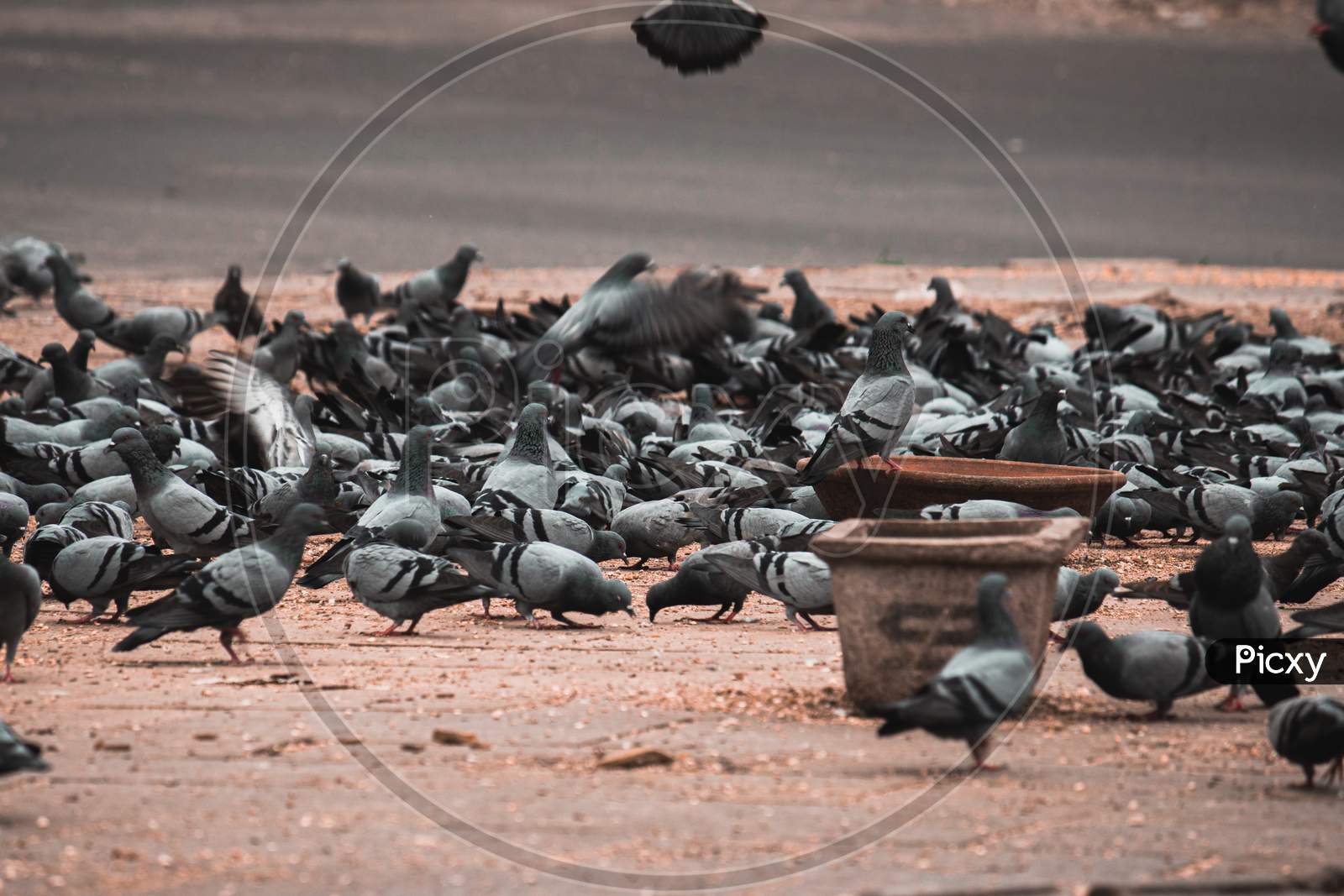 Pigeons getting food from strangers walking by the street