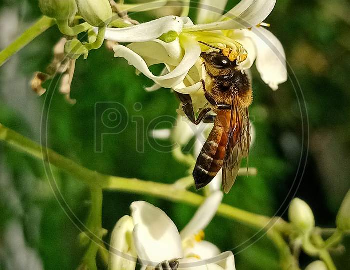 Honeybee getting its meal and helping pollination.