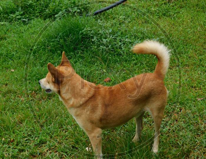 A brown dog stands on a meadow and looks at someone