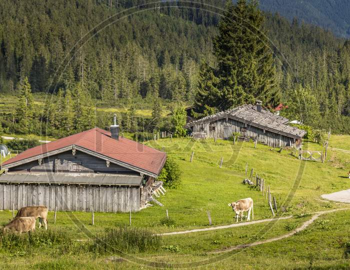 A cow at the Winklmoosalm in the bavarian alps in Germany at a sunny day in summer.