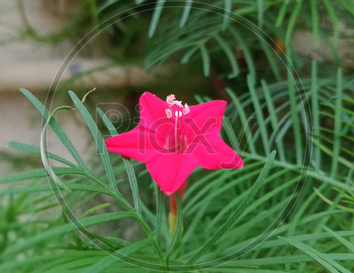 Morning glory flower