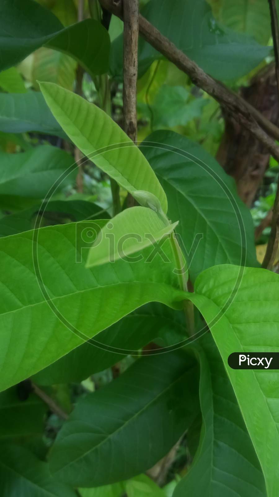 Green guava leaf