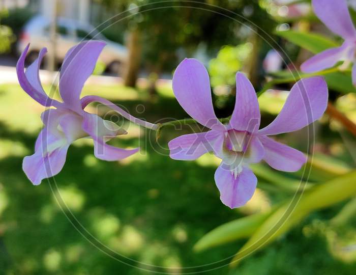 Dendrobium flower