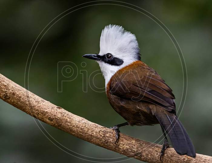 White crested laughing thrush