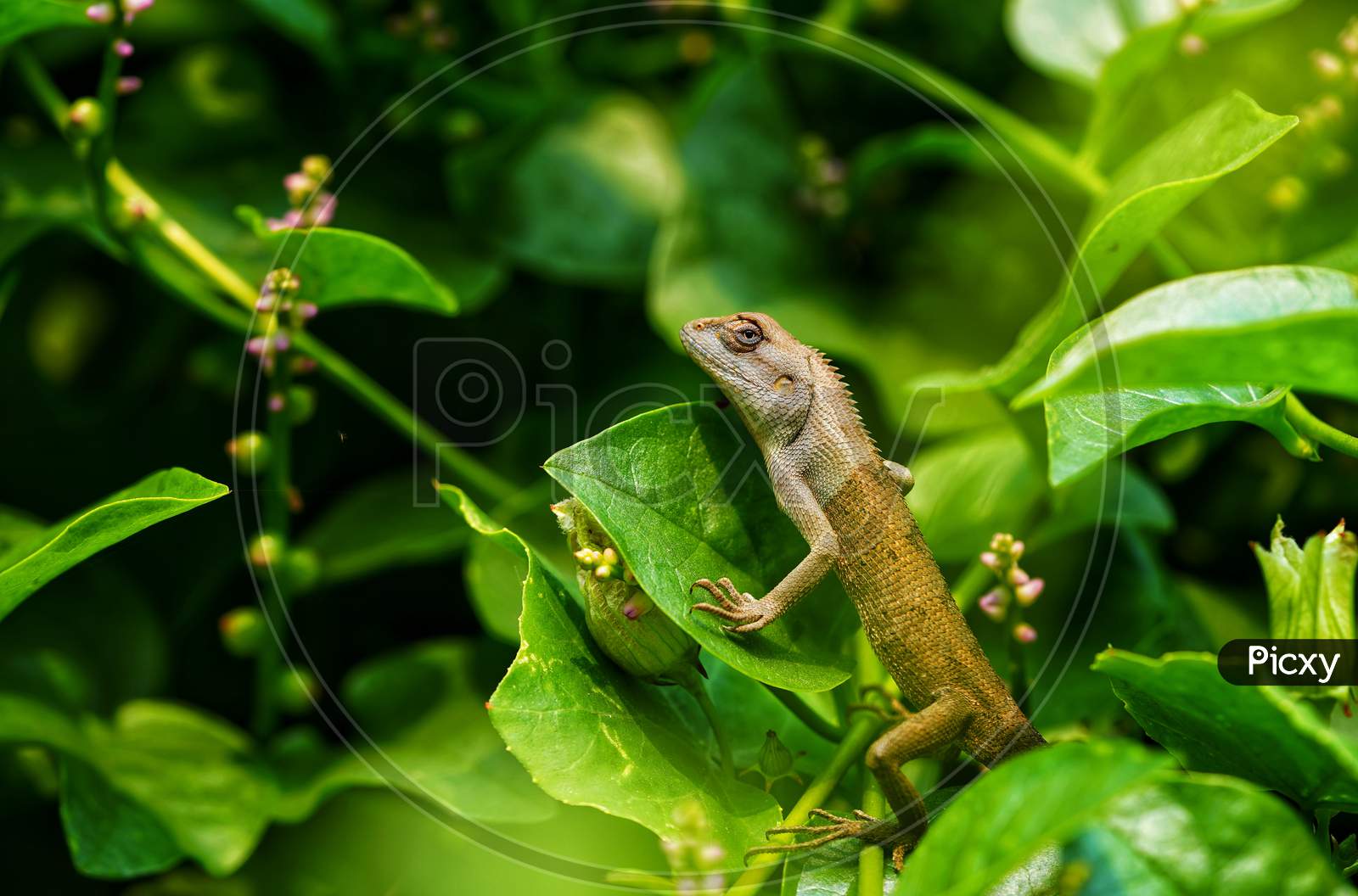 Lizard on green leaves