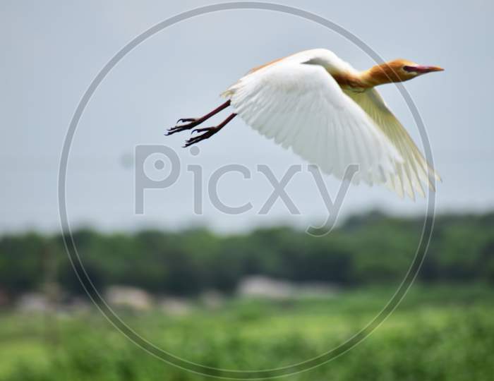 Cattle Egret taking off !!!
