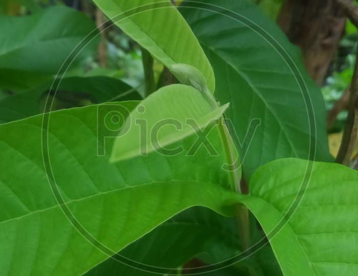 Green guava leaf