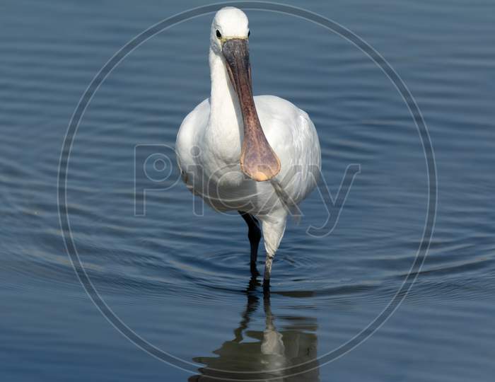 Eurasian Spoonbill In Shallow Water