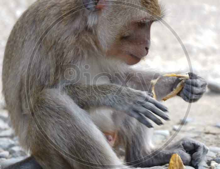 Macaca Fascicularis (Long-Tailed Macaque)Macaca Fascicularis
