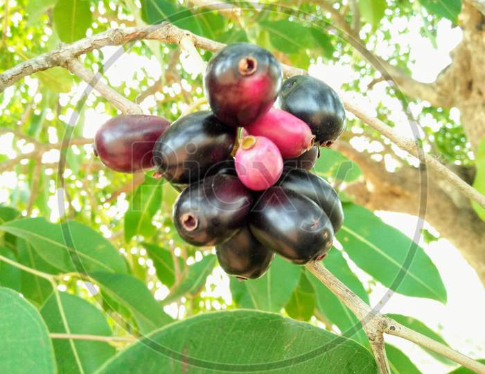 Goan jungle fruit