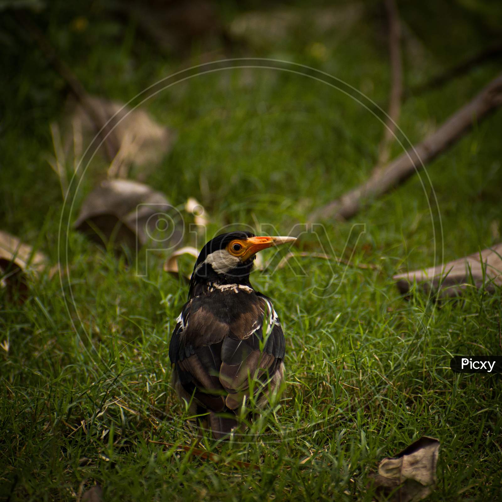 The great Indian Pied Myna Bird