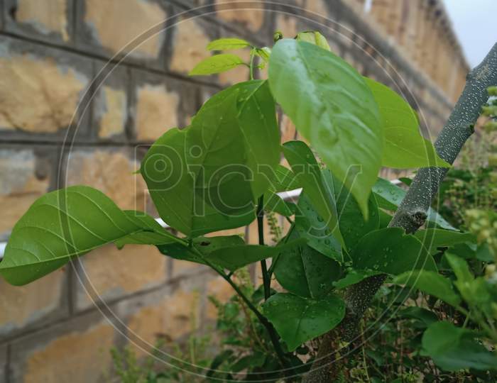 Flower tree neem