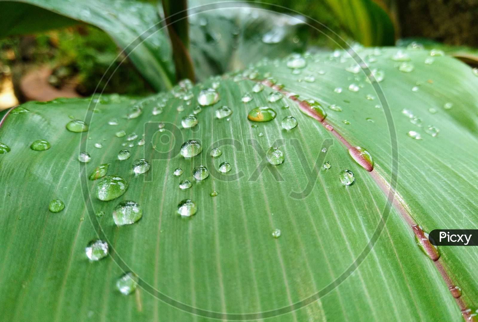 Leaf with water drops pic