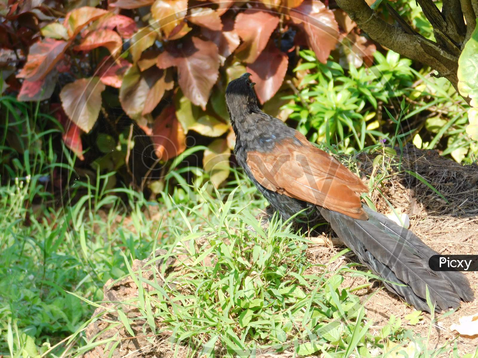 A Greater coucal bird looking for something inside a garden