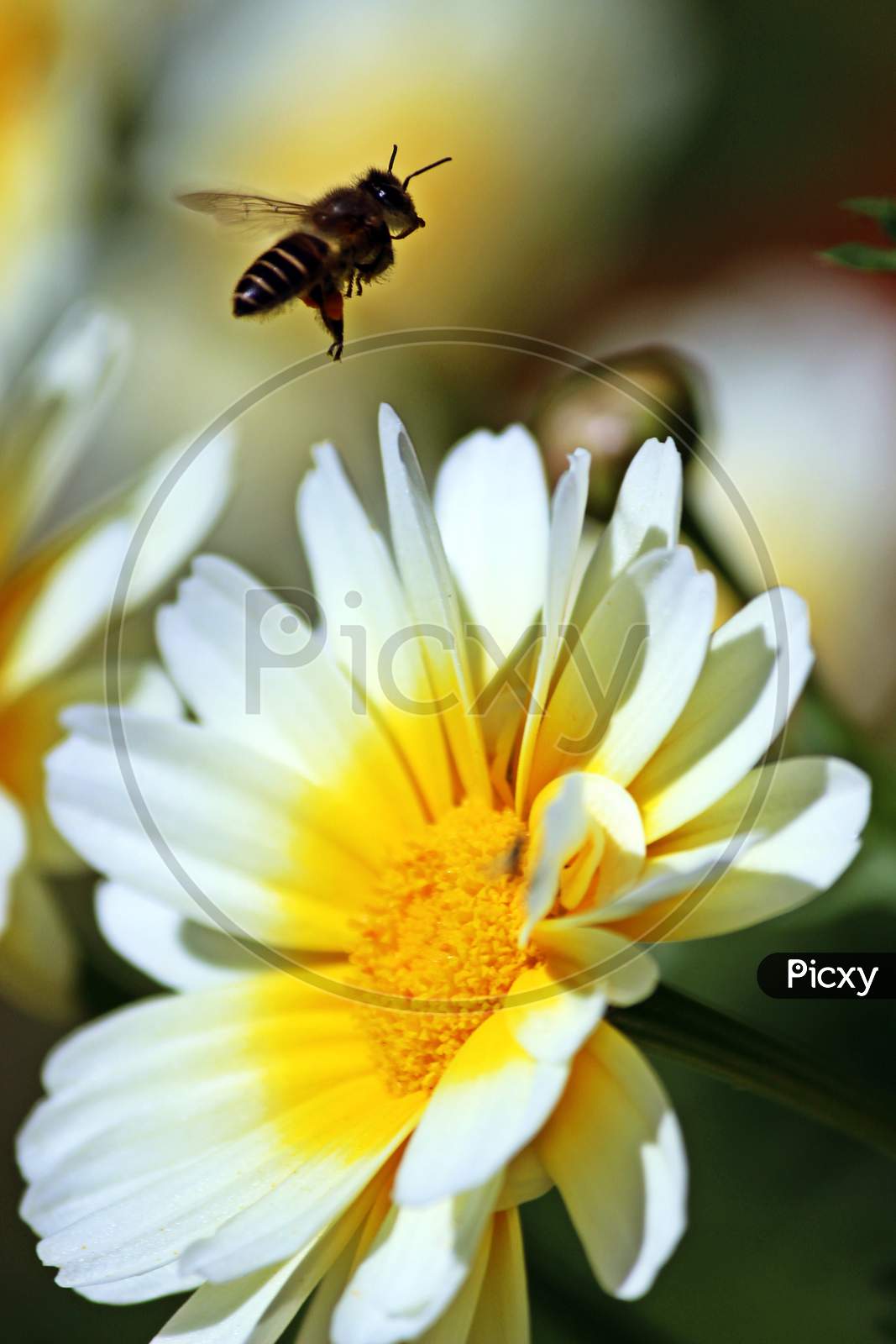 Insect on the flower