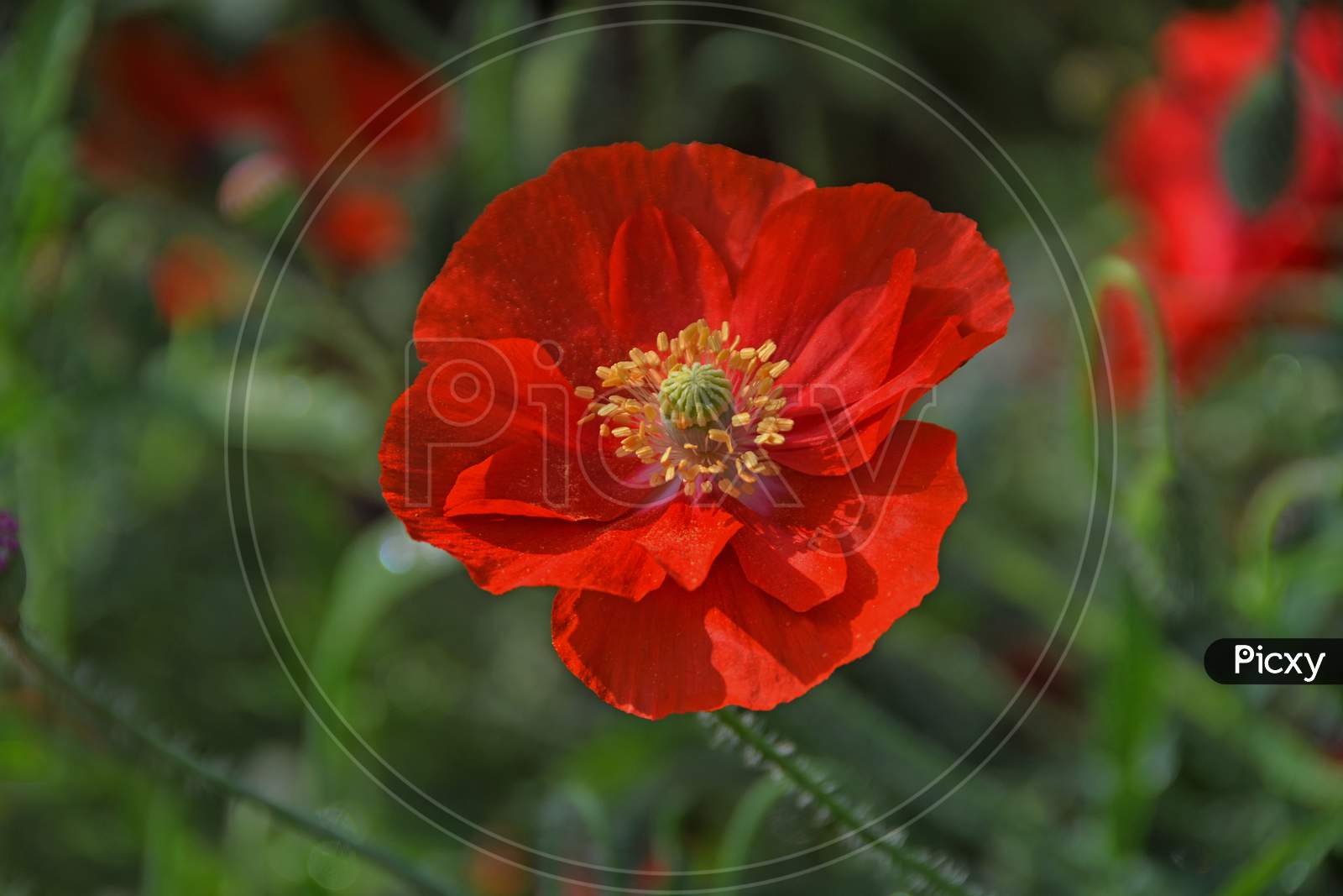 Red Corn Poppy With Blur Background In The Spring Season.