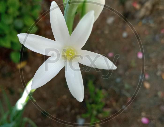 Portrait white flower