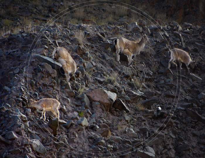 Hill deers are wondering in a hill in Ladakh