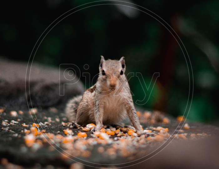 Squirrel got disturbed by the photographer