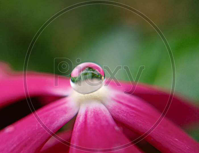 Water drop on flower
