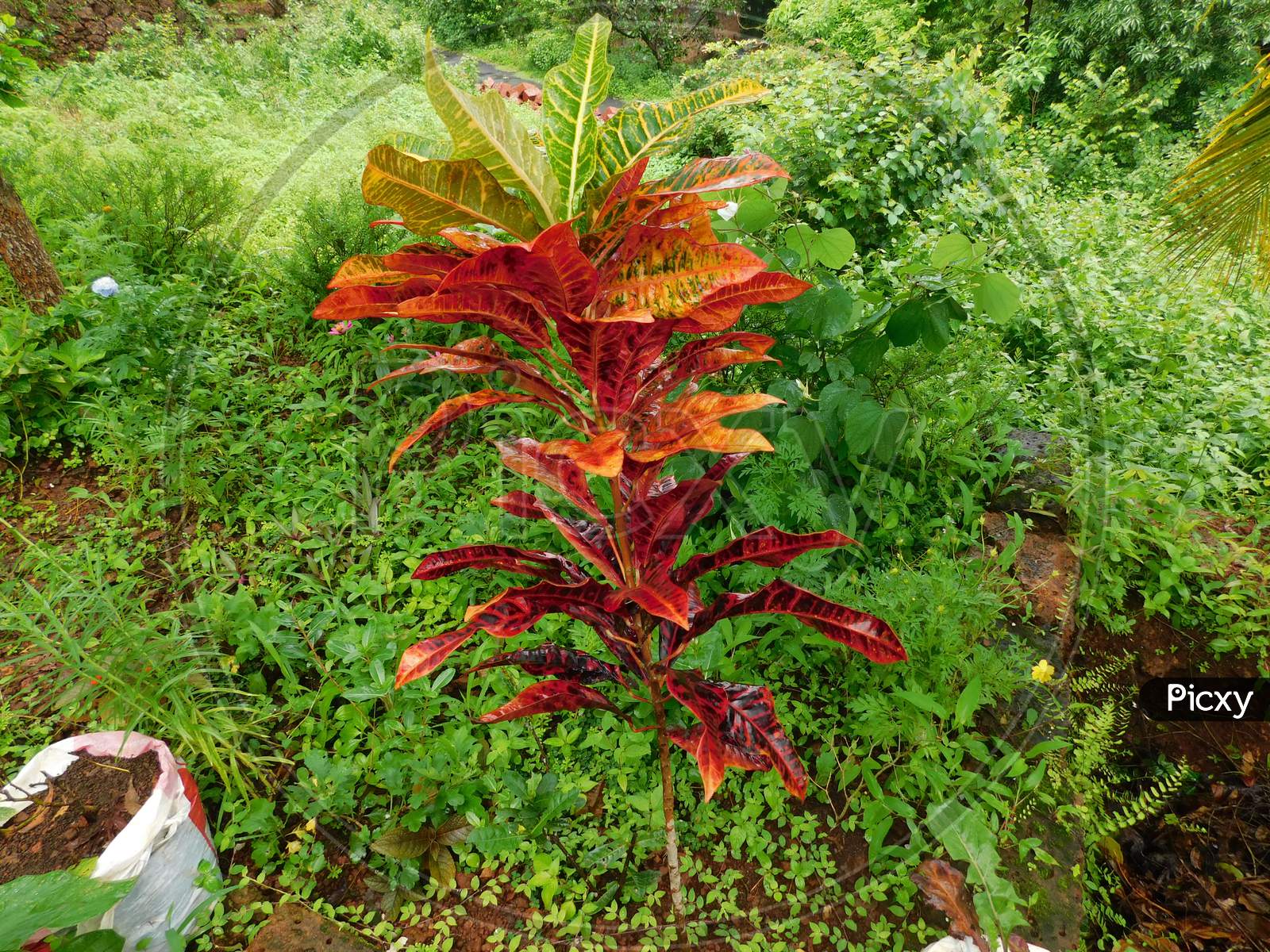 A beautiful plant with colorful leaves inside the plantation