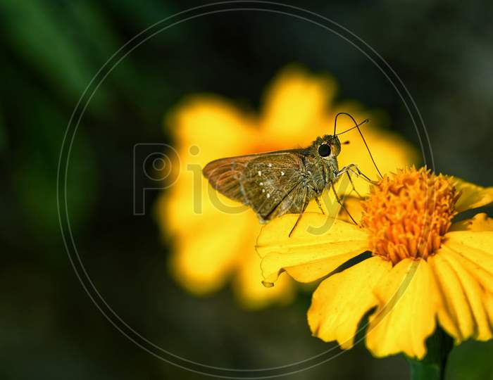 Moth on yellow flower