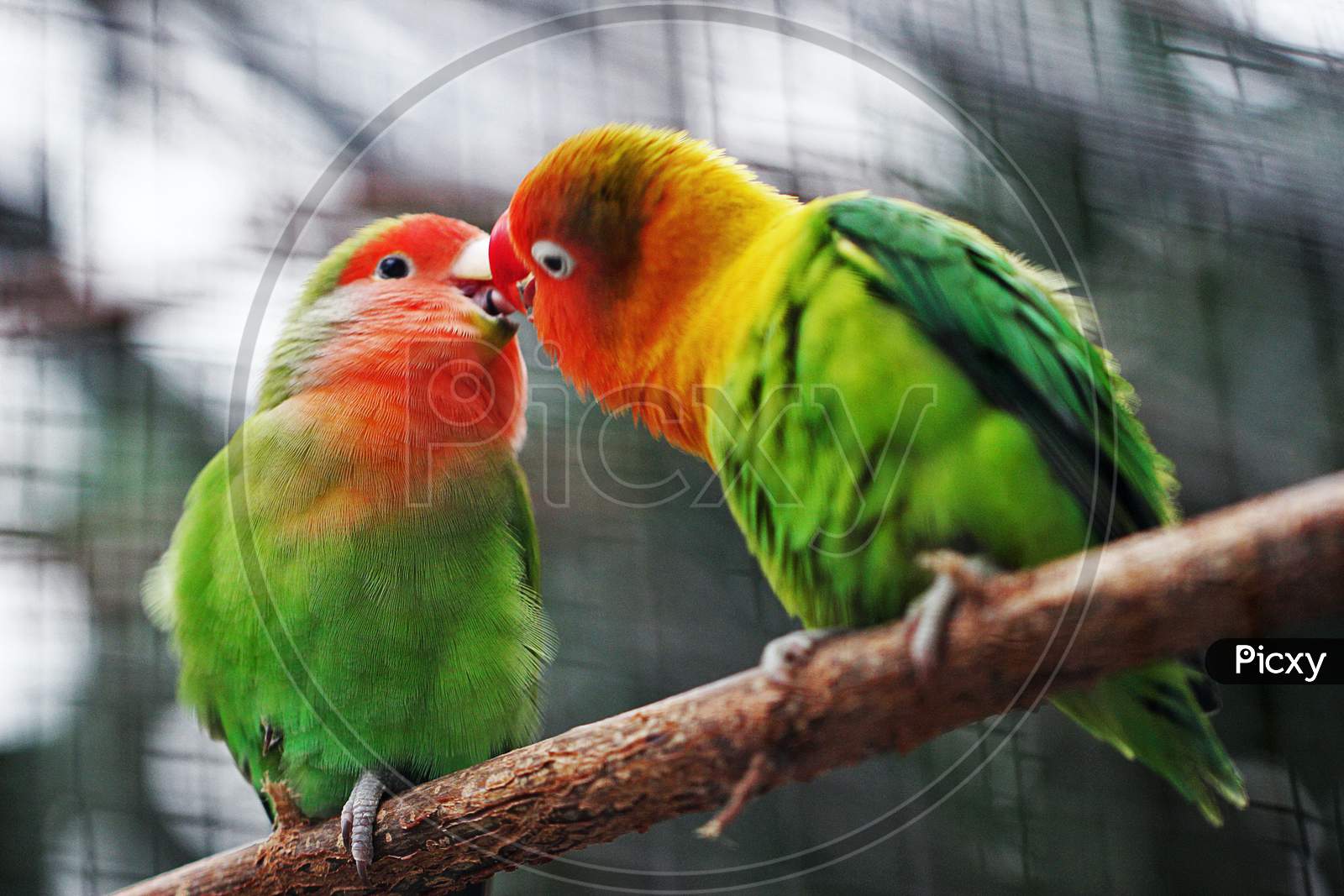 Two Parrot