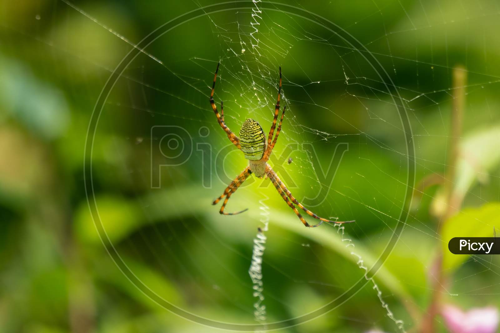 Wasp Spider On The Web