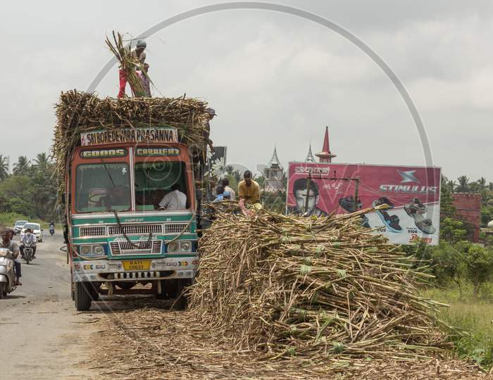 Farm Labors seen loading Harvested Sugarcane near Mysore/Karnataka/India.