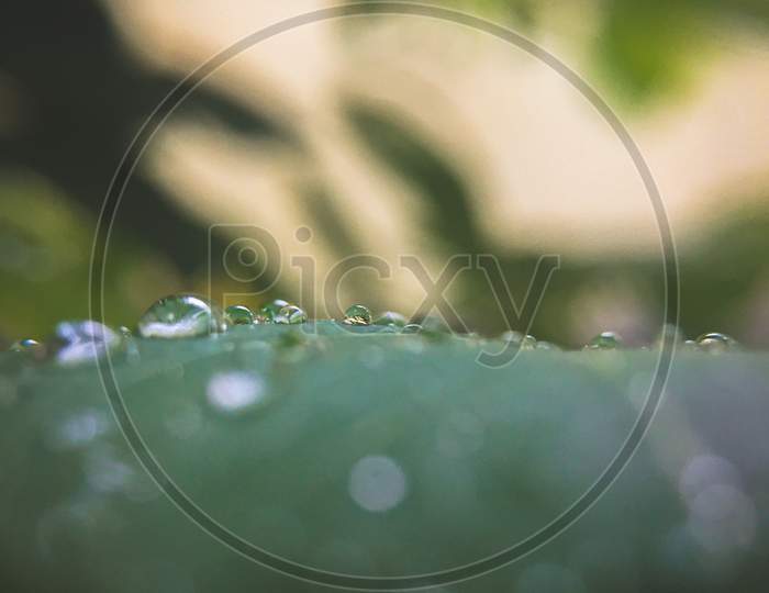 Raindrops of green leaf