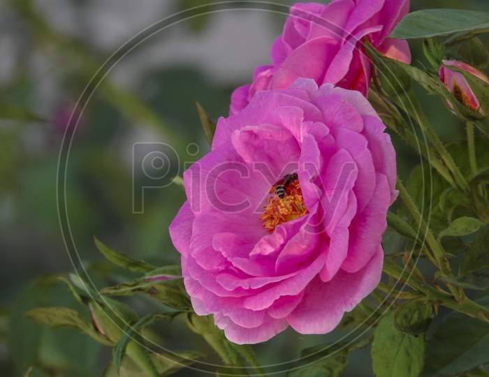 Rose with Bee