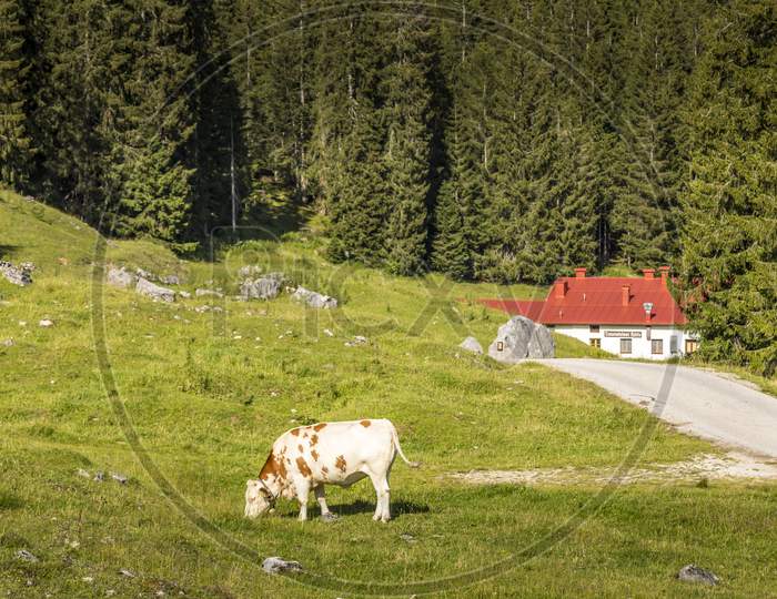 A cow at the Winklmoosalm in the bavarian alps in Germany at a sunny day in summer.