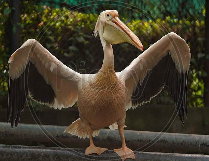 Pelican opening it's wings