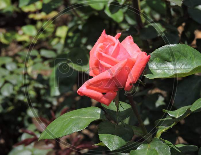 Rose and flower garden ,kodiakanal,india