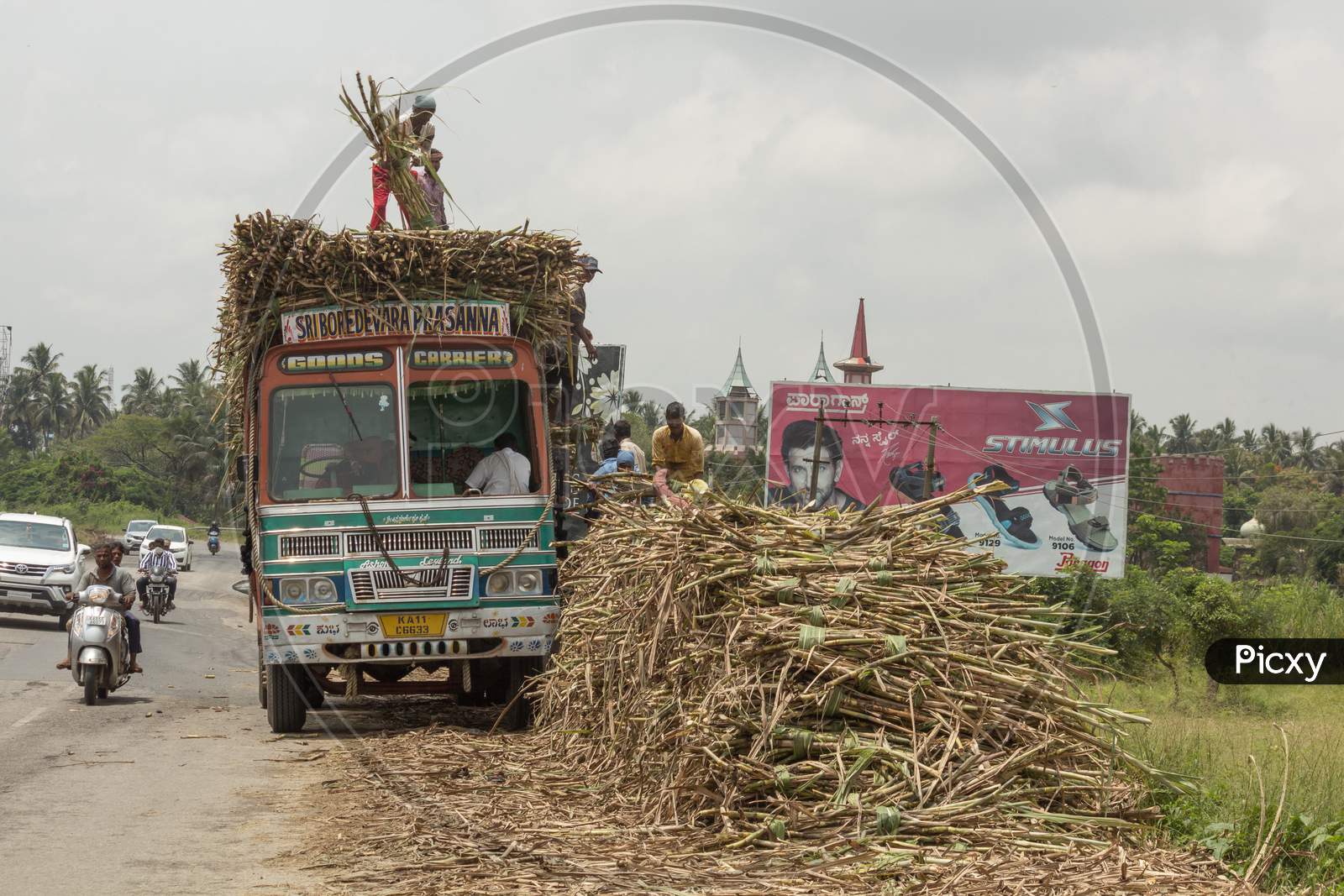 Farm Labors seen loading Harvested Sugarcane near Mysore/Karnataka/India.