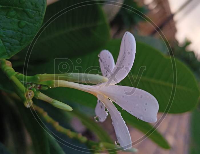 Flower tree neem