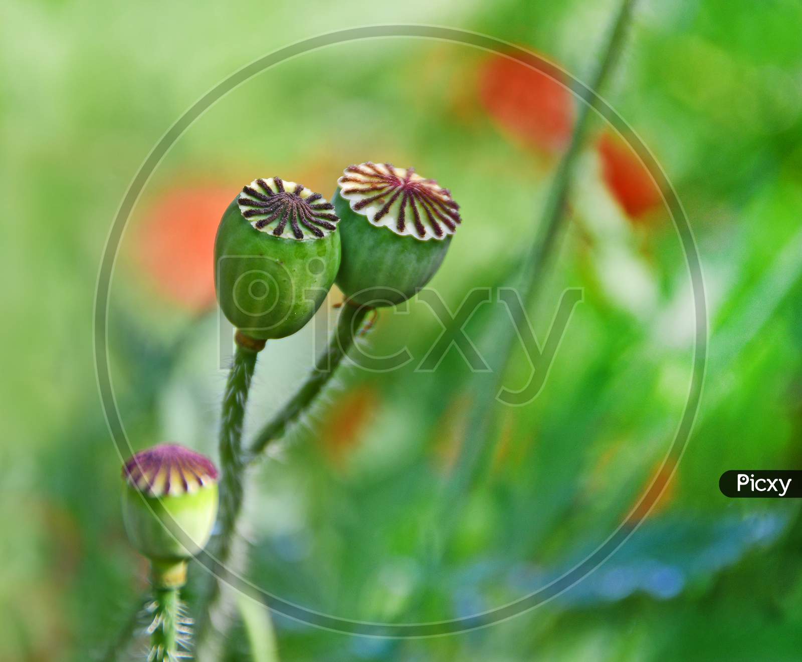 Red Corn Poppy Flower Seeds With Blur Background In The Spring Season.