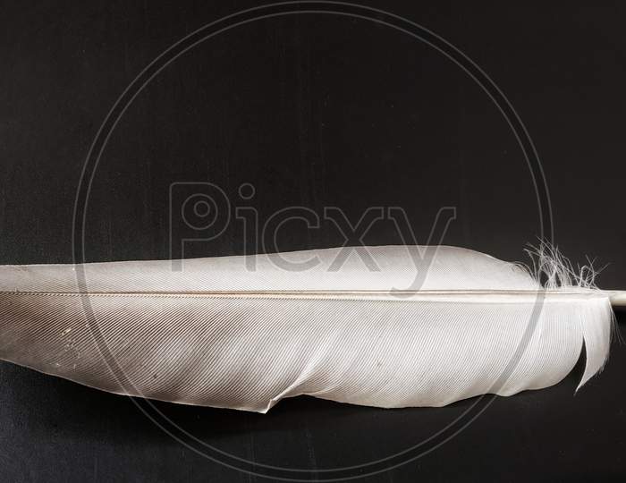 Photo Of A Feather Of A Pigeon With A Black Background