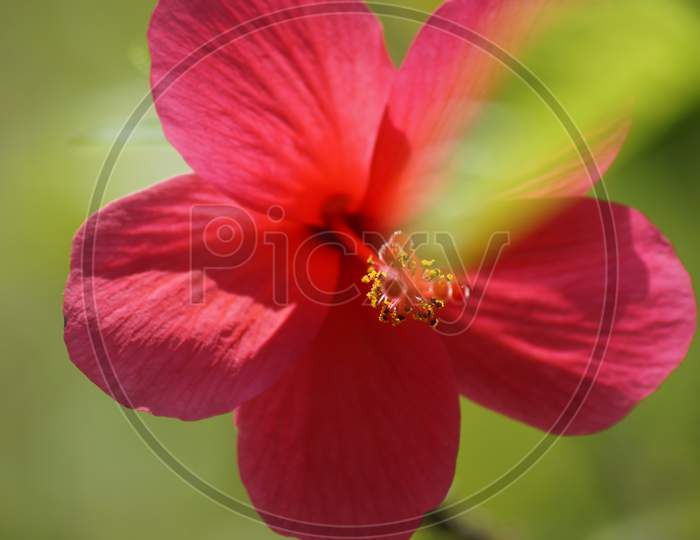 This red colored flower photo is clicked in the park here.