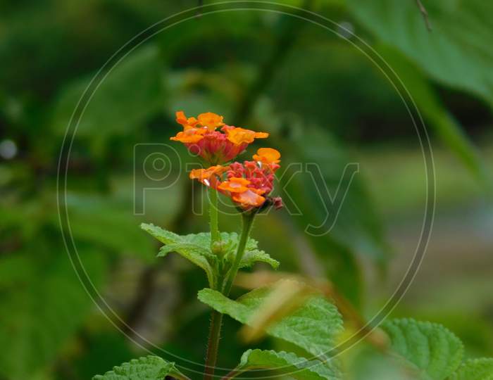 West Indian Lantana flower in the blur background with its leaves