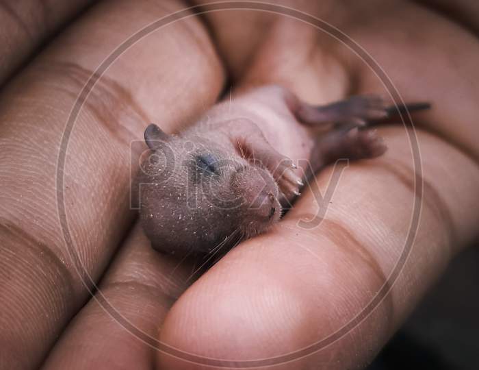 Baby rat in hand