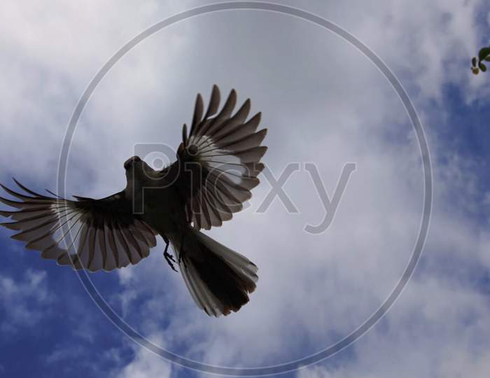 Bird in sky