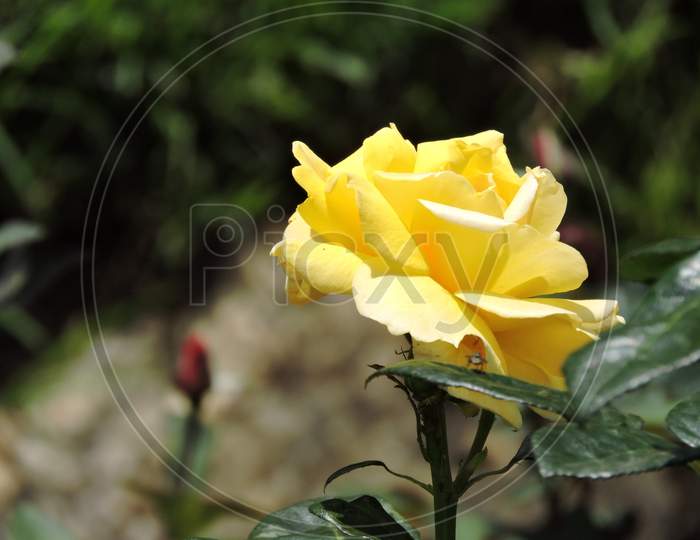 Rose and flower garden ,kodiakanal,india