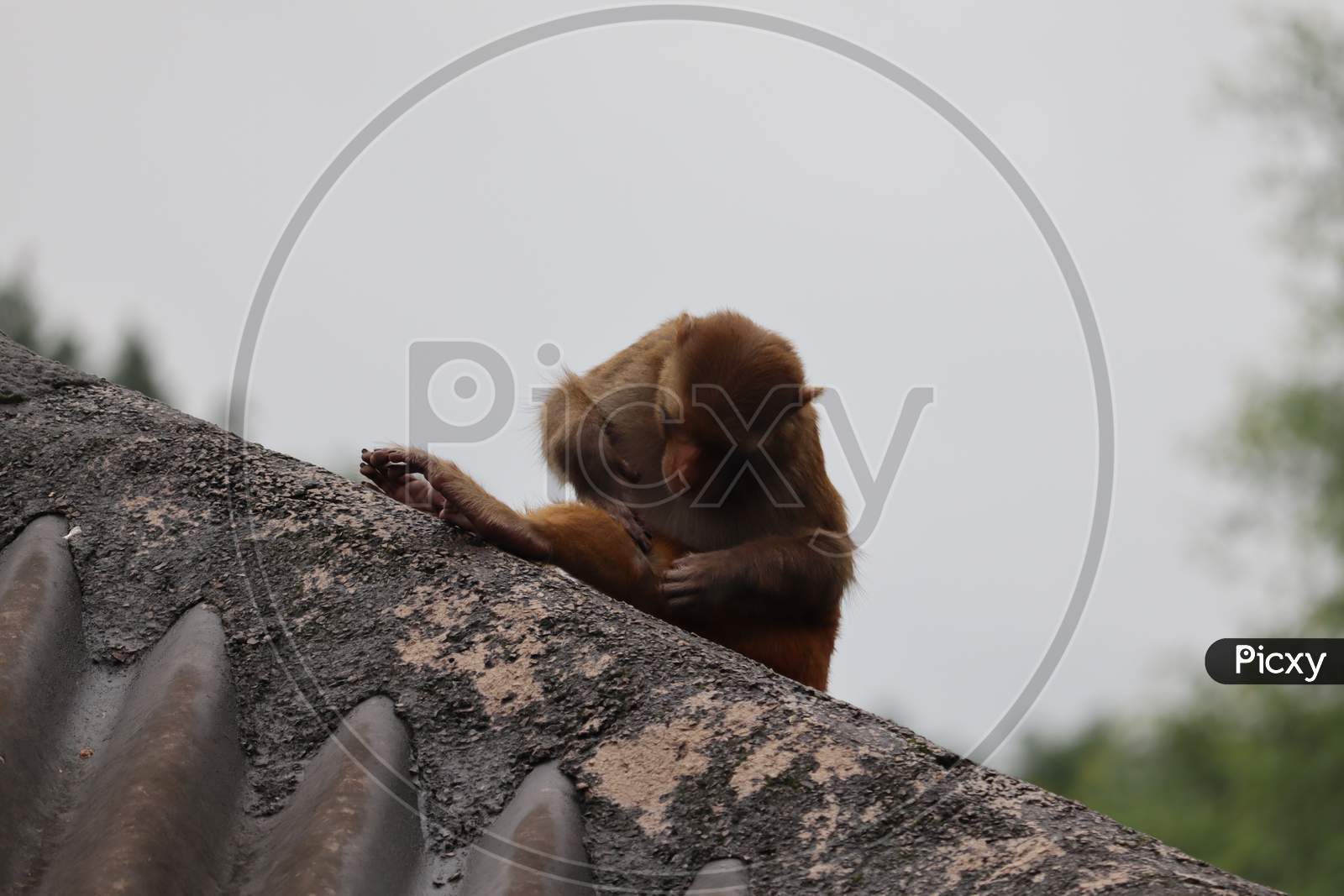 relaxing monkey
