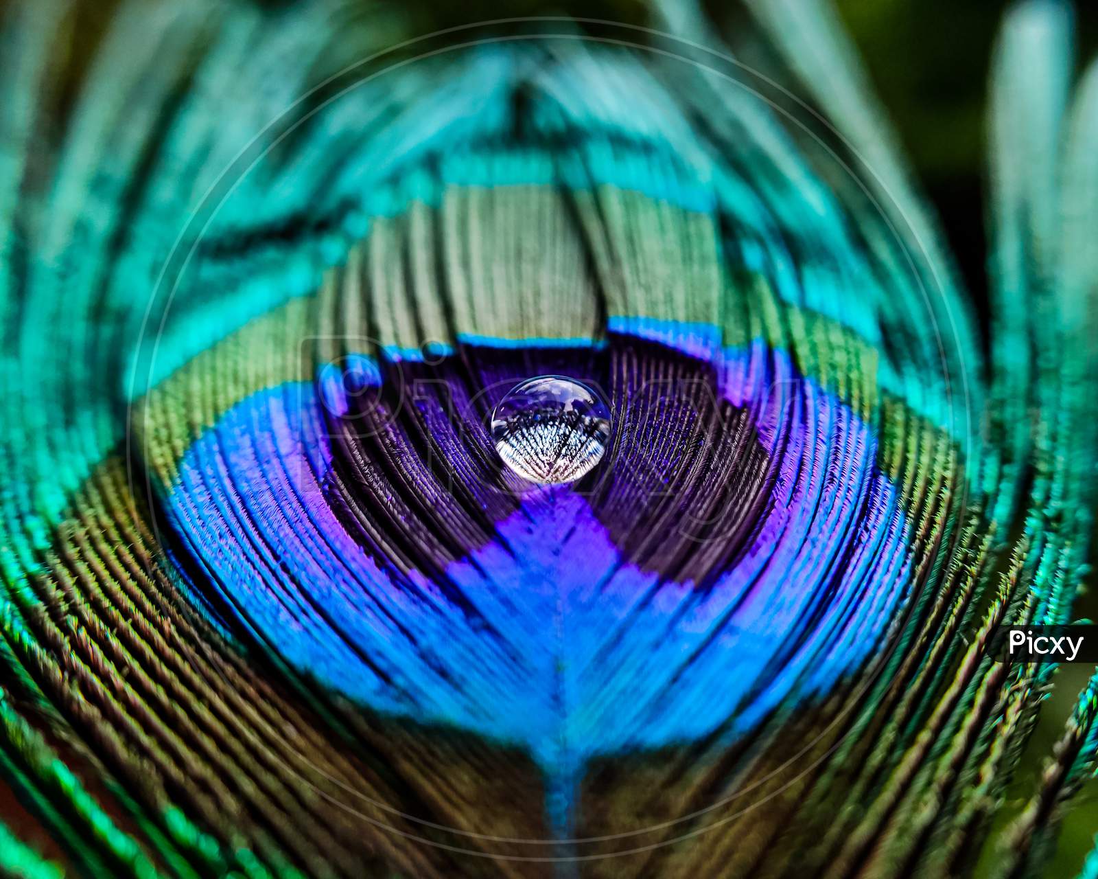 beautiful water drop on peacock feather.