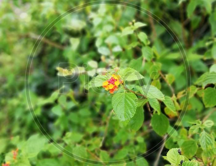 West Indian Lantana flower with leaves